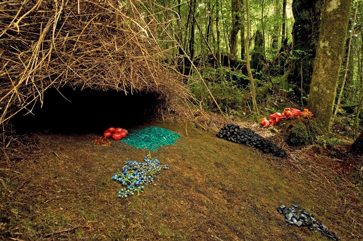 Иллюстрация к книге — Эволюция красоты. Как дарвиновская теория полового отбора объясняет животный мир – и нас самих [i_051.jpg]