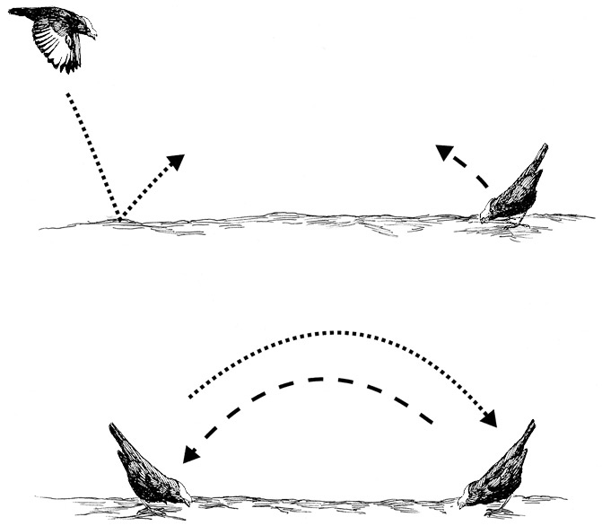 Иллюстрация к книге — Эволюция красоты. Как дарвиновская теория полового отбора объясняет животный мир – и нас самих [i_052.jpg]