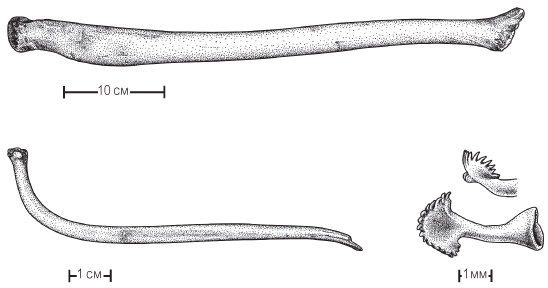 Иллюстрация к книге — Эволюция красоты. Как дарвиновская теория полового отбора объясняет животный мир – и нас самих [i_058.jpg]