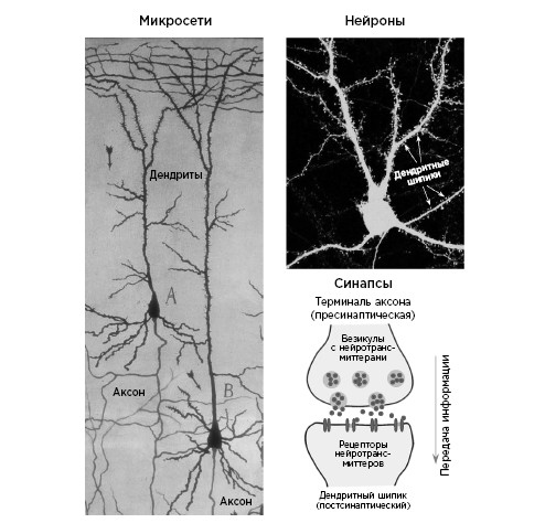 Иллюстрация к книге — Как мы учимся. Почему мозг учится лучше, чем любая машина… пока [i_005.jpg]