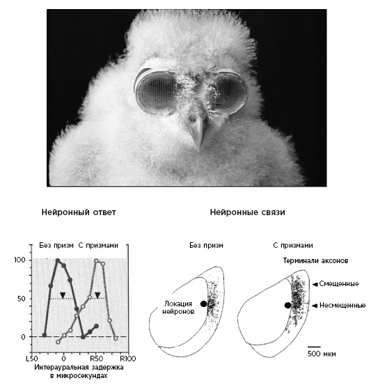 Иллюстрация к книге — Как мы учимся. Почему мозг учится лучше, чем любая машина… пока [i_008.jpg]