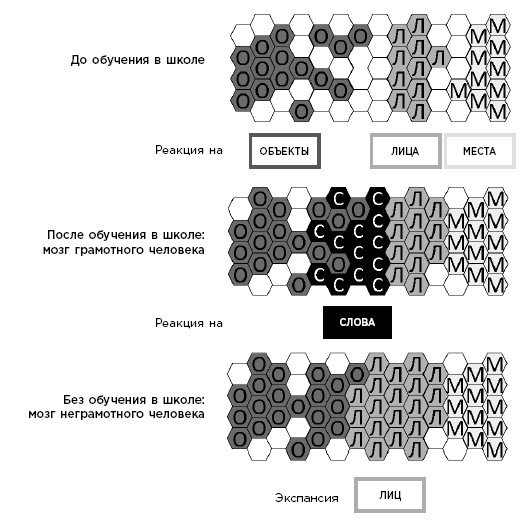 Иллюстрация к книге — Как мы учимся. Почему мозг учится лучше, чем любая машина… пока [i_011.jpg]
