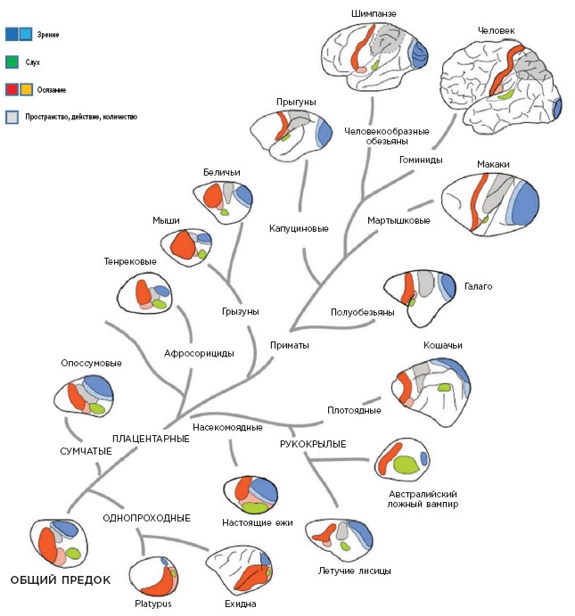 Иллюстрация к книге — Как мы учимся. Почему мозг учится лучше, чем любая машина… пока [i_028.jpg]
