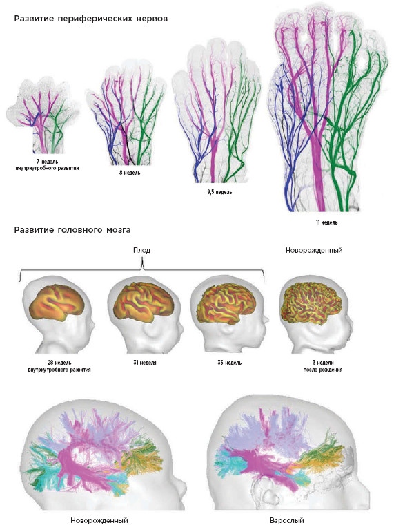 Иллюстрация к книге — Как мы учимся. Почему мозг учится лучше, чем любая машина… пока [i_029.jpg]