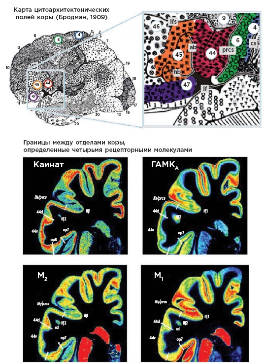 Иллюстрация к книге — Как мы учимся. Почему мозг учится лучше, чем любая машина… пока [i_030.jpg]