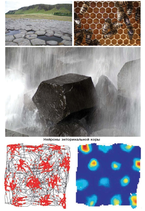 Иллюстрация к книге — Как мы учимся. Почему мозг учится лучше, чем любая машина… пока [i_031.jpg]