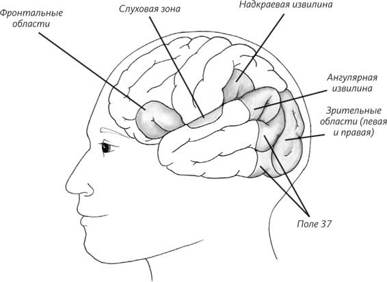 Иллюстрация к книге — Пруст и кальмар. Нейробиология чтения [i_006.jpg]