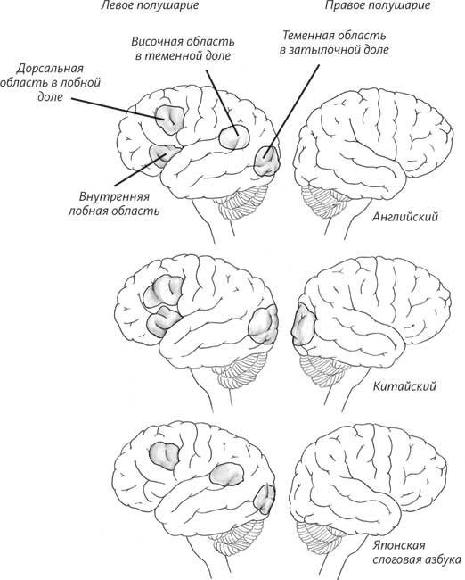 Иллюстрация к книге — Пруст и кальмар. Нейробиология чтения [i_008.jpg]