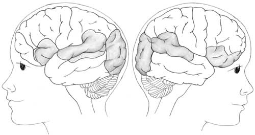 Иллюстрация к книге — Пруст и кальмар. Нейробиология чтения [i_012.jpg]