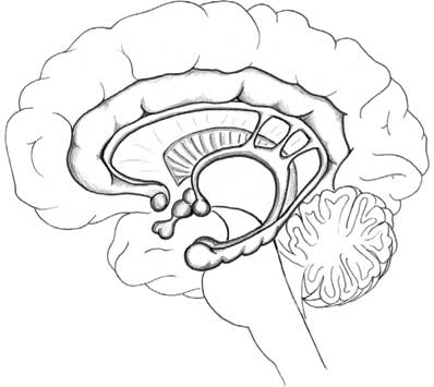 Иллюстрация к книге — Пруст и кальмар. Нейробиология чтения [i_013.jpg]