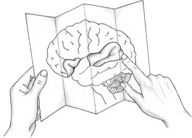 Иллюстрация к книге — Пруст и кальмар. Нейробиология чтения [i_017.jpg]