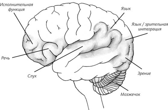 Иллюстрация к книге — Пруст и кальмар. Нейробиология чтения [i_024.jpg]