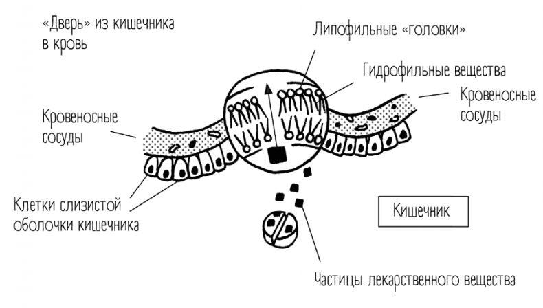 Иллюстрация к книге — Чем запить таблетку? Фармацевт о том, почему нельзя делить таблетки на части, хранить их на кухне и запивать всем подряд [i_011.jpg]