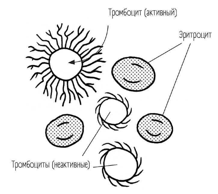 Иллюстрация к книге — Чем запить таблетку? Фармацевт о том, почему нельзя делить таблетки на части, хранить их на кухне и запивать всем подряд [i_018.jpg]