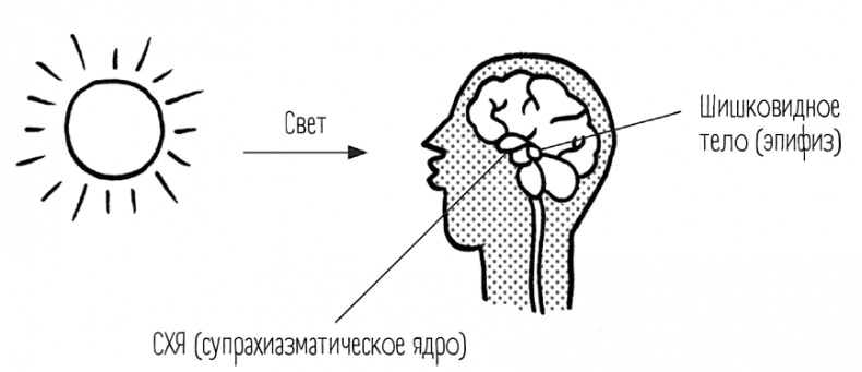 Иллюстрация к книге — Чем запить таблетку? Фармацевт о том, почему нельзя делить таблетки на части, хранить их на кухне и запивать всем подряд [i_019.jpg]