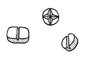 Иллюстрация к книге — Чем запить таблетку? Фармацевт о том, почему нельзя делить таблетки на части, хранить их на кухне и запивать всем подряд [i_041.jpg]