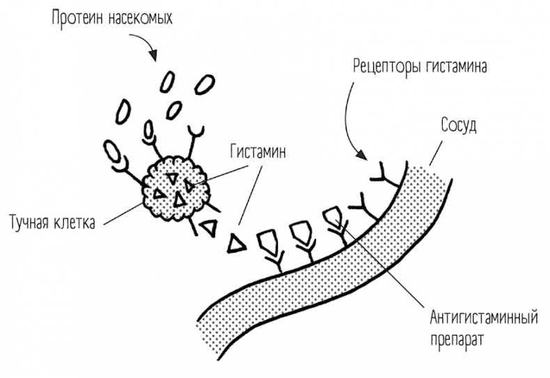 Иллюстрация к книге — Чем запить таблетку? Фармацевт о том, почему нельзя делить таблетки на части, хранить их на кухне и запивать всем подряд [i_062.jpg]