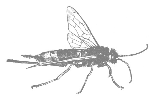 Иллюстрация к книге — Планета насекомых: странные, прекрасные, незаменимые существа, которые заставляют наш мир вращаться [i_024.jpg]