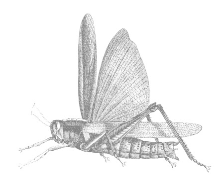 Иллюстрация к книге — Планета насекомых: странные, прекрасные, незаменимые существа, которые заставляют наш мир вращаться [i_062.jpg]