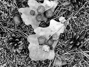 Иллюстрация к книге — Манускрипт Войнича [i_005.jpg]