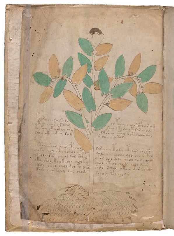 Иллюстрация к книге — Манускрипт Войнича [i_045.jpg]