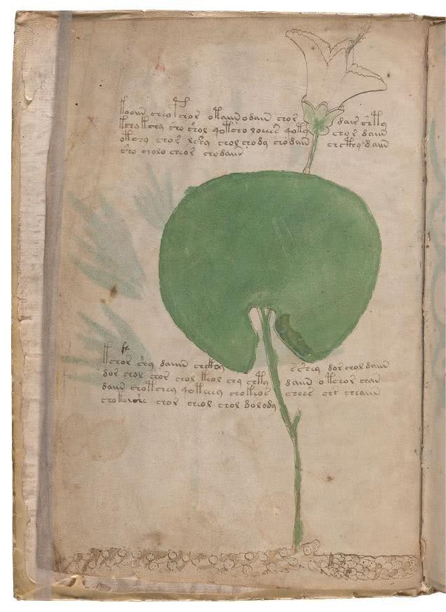 Иллюстрация к книге — Манускрипт Войнича [i_047.jpg]