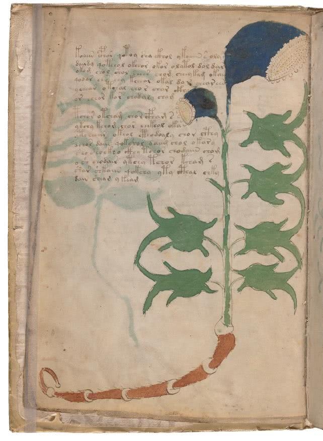 Иллюстрация к книге — Манускрипт Войнича [i_049.jpg]