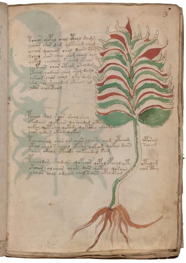 Иллюстрация к книге — Манускрипт Войнича [i_050.jpg]