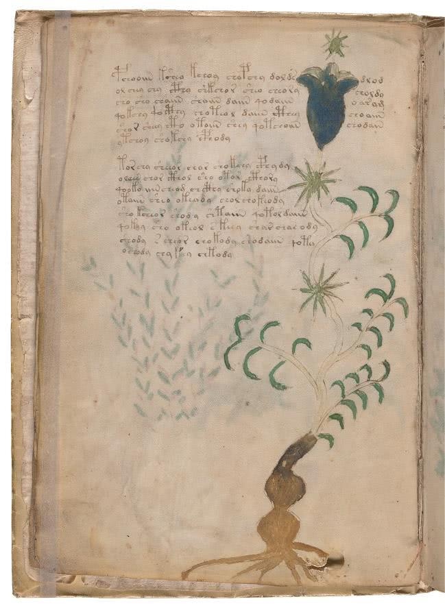 Иллюстрация к книге — Манускрипт Войнича [i_051.jpg]