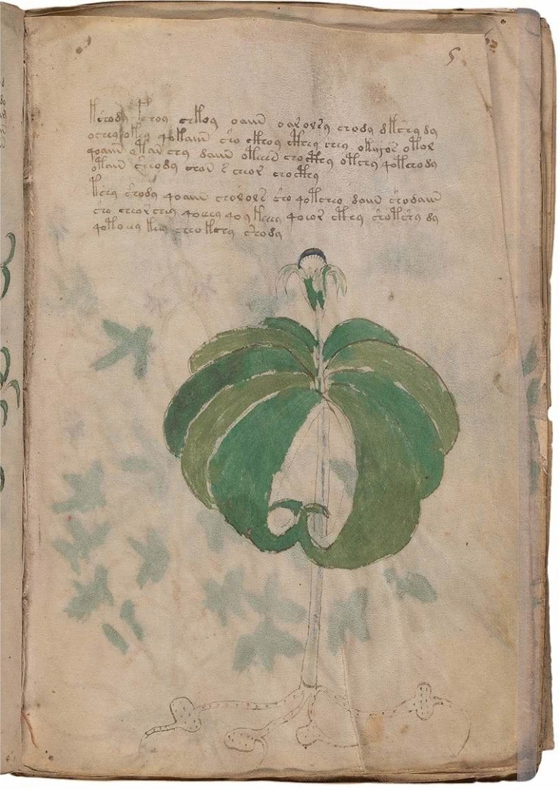 Иллюстрация к книге — Манускрипт Войнича [i_054.jpg]