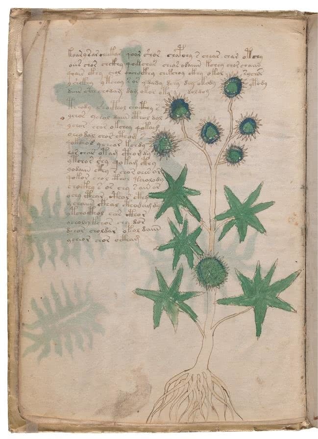 Иллюстрация к книге — Манускрипт Войнича [i_055.jpg]