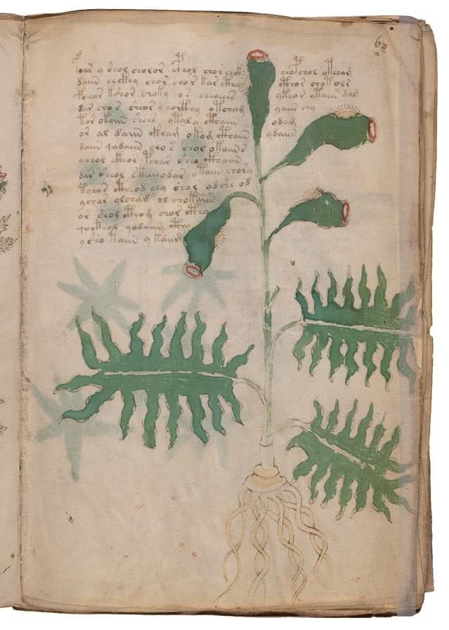 Иллюстрация к книге — Манускрипт Войнича [i_056.jpg]