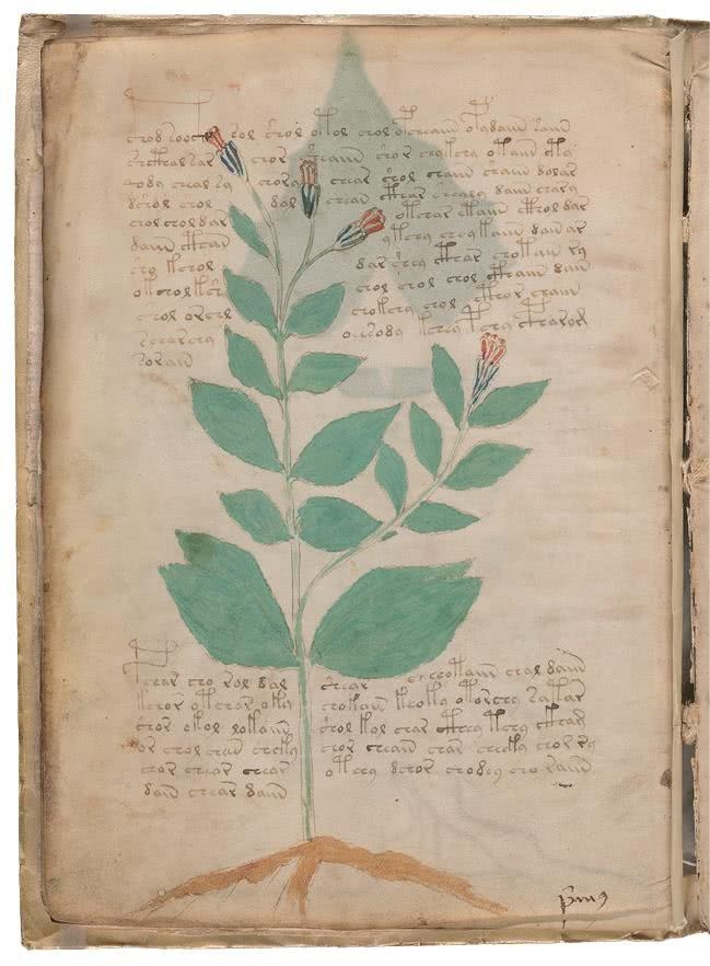 Иллюстрация к книге — Манускрипт Войнича [i_059.jpg]