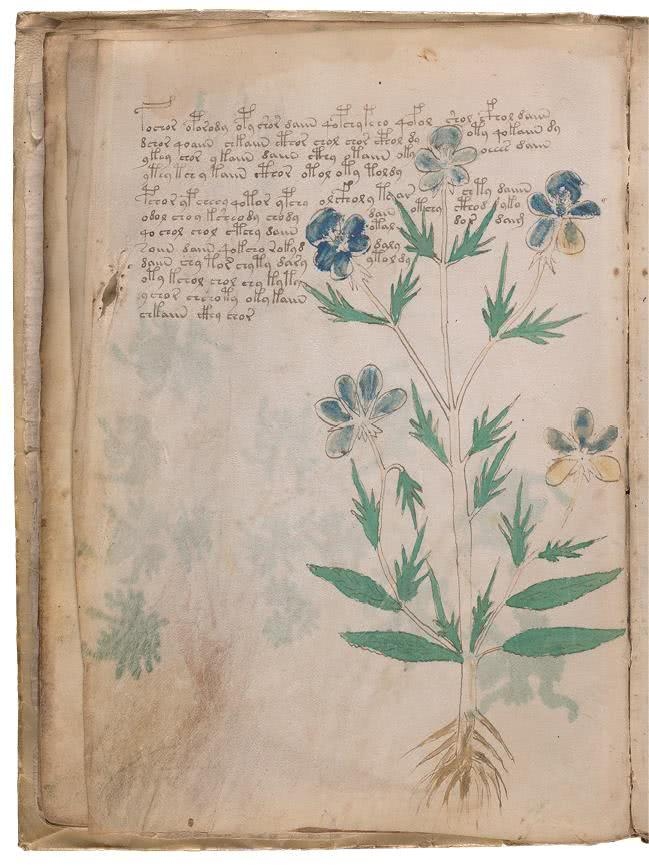 Иллюстрация к книге — Манускрипт Войнича [i_061.jpg]