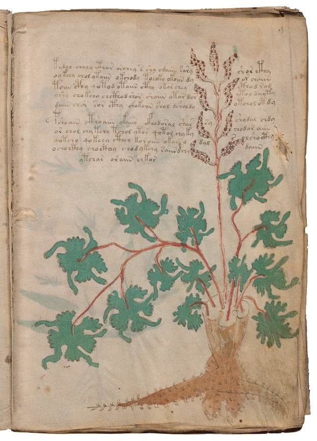 Иллюстрация к книге — Манускрипт Войнича [i_062.jpg]