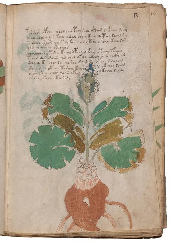 Иллюстрация к книге — Манускрипт Войнича [i_066.jpg]