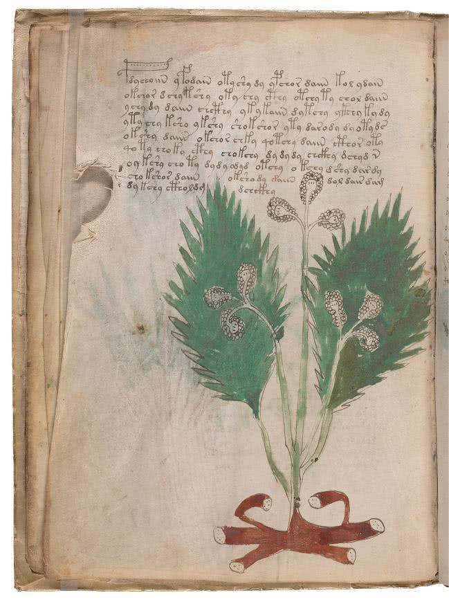 Иллюстрация к книге — Манускрипт Войнича [i_067.jpg]