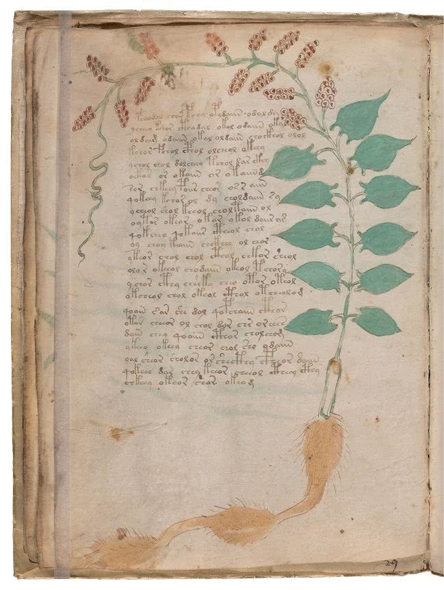 Иллюстрация к книге — Манускрипт Войнича [i_071.jpg]