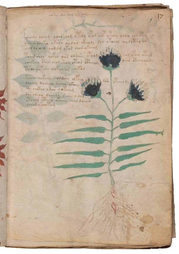 Иллюстрация к книге — Манускрипт Войнича [i_072.jpg]