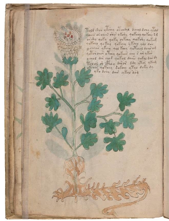 Иллюстрация к книге — Манускрипт Войнича [i_073.jpg]