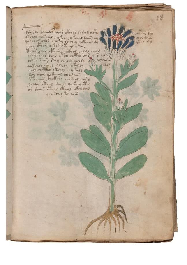 Иллюстрация к книге — Манускрипт Войнича [i_074.jpg]