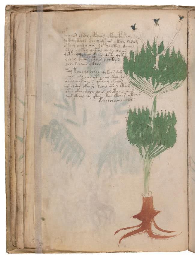 Иллюстрация к книге — Манускрипт Войнича [i_075.jpg]