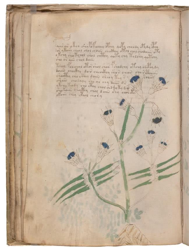 Иллюстрация к книге — Манускрипт Войнича [i_077.jpg]