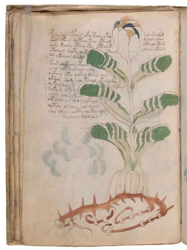 Иллюстрация к книге — Манускрипт Войнича [i_079.jpg]