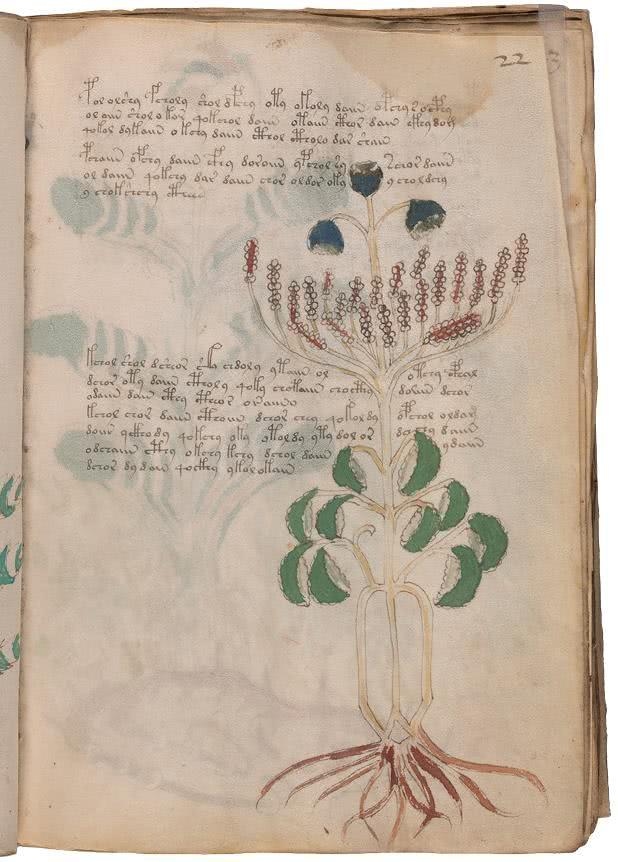 Иллюстрация к книге — Манускрипт Войнича [i_080.jpg]