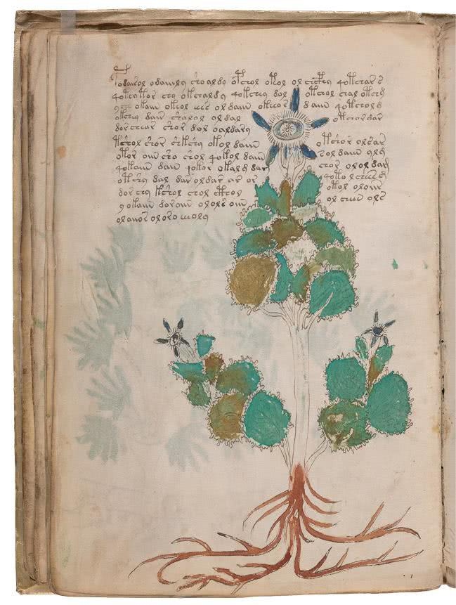 Иллюстрация к книге — Манускрипт Войнича [i_081.jpg]