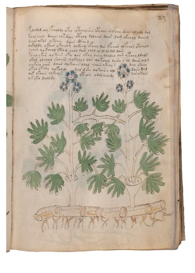 Иллюстрация к книге — Манускрипт Войнича [i_082.jpg]