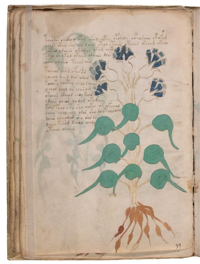 Иллюстрация к книге — Манускрипт Войнича [i_083.jpg]