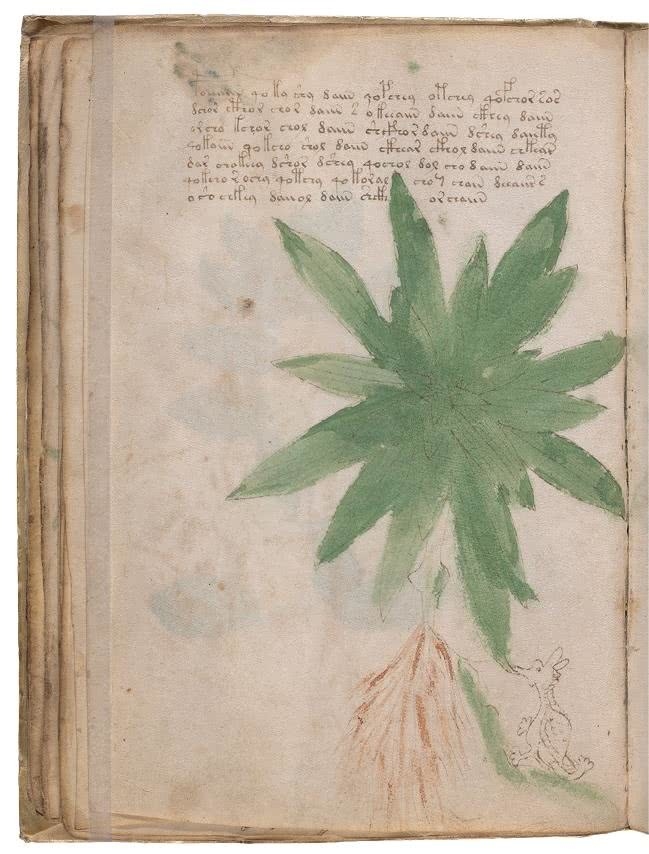 Иллюстрация к книге — Манускрипт Войнича [i_085.jpg]