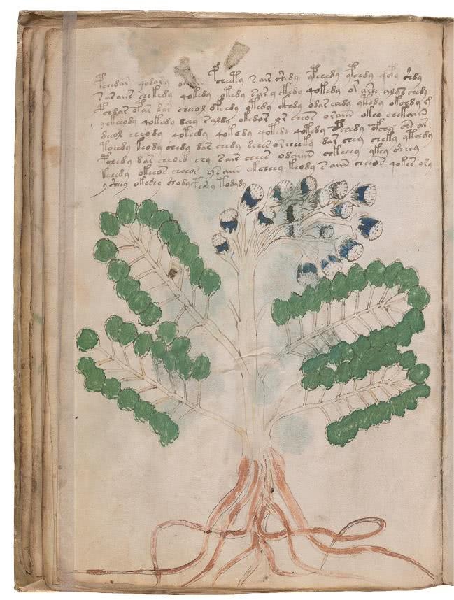 Иллюстрация к книге — Манускрипт Войнича [i_087.jpg]